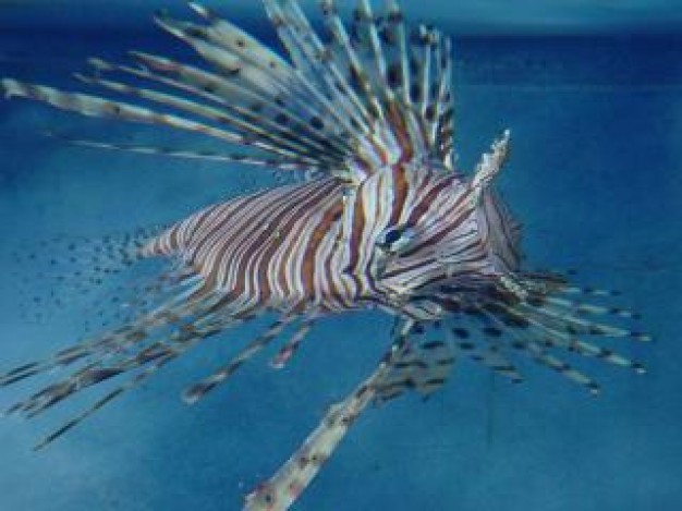 Atlantic Ocean lionfish Pterois animal about Caribbean Fish